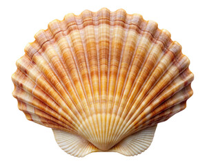 Close up of a scallop seashell with beautiful radiating patterns and a mix of warm colors, highlighting the natural design. Isolated on transparent background, png.