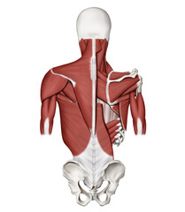 등 근육들을 설명하는 메디컬 일러스트