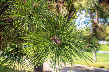 close up of pine needles