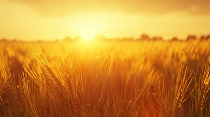 Obraz premium A serene wheat field at sunset with golden crops swaying gently.