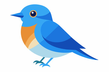 Obraz premium Vector illustration of a eastern bluebird on white background