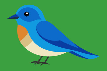Vector illustration of a eastern bluebird on white background
