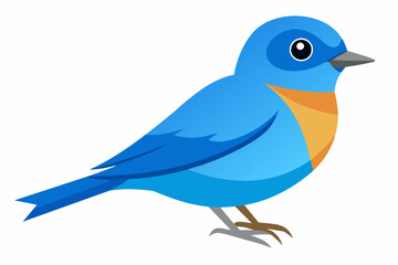 Vector illustration of a eastern bluebird on white background