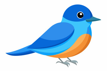 Vector illustration of a eastern bluebird on white background