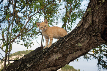 Pretty little kitten on a tree in Othonoi island, Greece