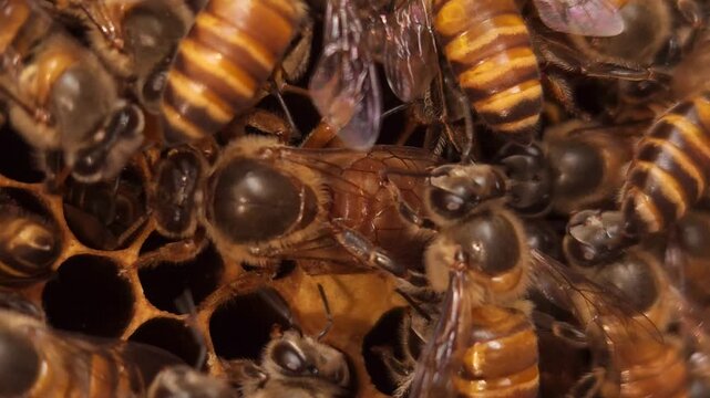 Apis cerana indica the Indian honey bee