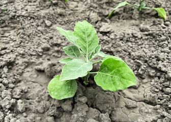 eggplant bush growing on a bed in a vegetable garden