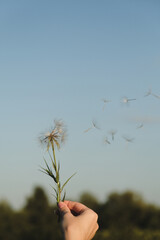 a hand holding a dandelion with seeds flying around