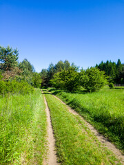 Road in the forest in the sunny day