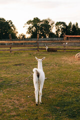 White llama standing in a paddock against a green field