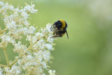 Large earth bumblebee (Bombus terrestris) on white blossom flowers