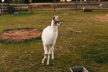 White llama standing in a paddock against a green field