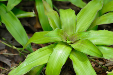 Obraz premium Basket Plant, Chain Plant or Inch Plant or Callisia fragrans or Commelinaceae