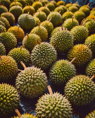 Obraz premium A large group of durians are displayed in a garden, 3d rendering, 3d illustration