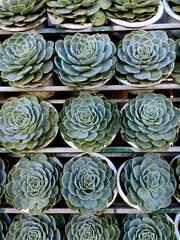 Obraz premium Trendy Indoor Plant Gritty Rocks. Fairy Gardening print