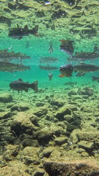 Fische schwimmen im klaren Wasser eines Bergsees, Bayern, Deutschland Europa