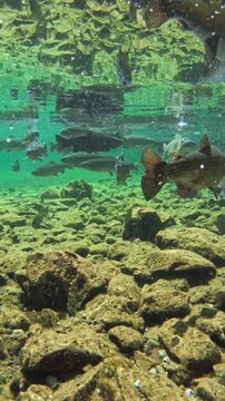 Fische schwimmen im klaren Wasser eines Bergsees, Bayern, Deutschland Europa