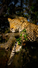 Leopard sleeping in a tree, South Africa, Kruger National Park.