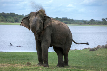 A wild elephant sprays dirt onto its back adjacent to the tank (reservoir) at  Minneriya National Park at Habarana in central Sri Lanka.
