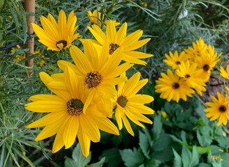 A group of Willow-leaf sunflowers growing in a garden. Helianthus salicifolius
