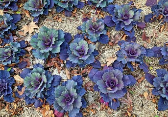 Group of dark cabbages growing in a garden. Brassica oleracea
