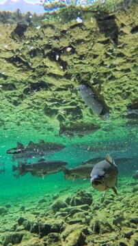 Fische schwimmen im klaren Wasser eines Bergsees, Bayern, Deutschland Europa