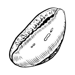 Sea shell sketch hand drawn. Cypraea coin gastropod. Shells of marine seashell. Souvenir from summer holiday on the beach. Vector graphics illustration. Clam porcelain snail.