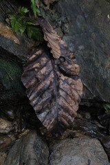 dried leaf brown colour