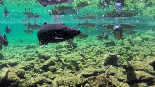 Fische schwimmen im klaren Wasser eines Bergsees, Bayern, Deutschland Europa
