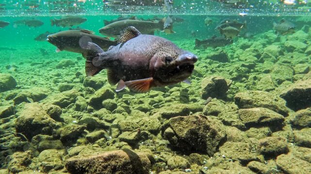 Fische schwimmen im klaren Wasser eines Bergsees, Bayern, Deutschland Europa