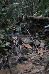dried leaf in a small river
