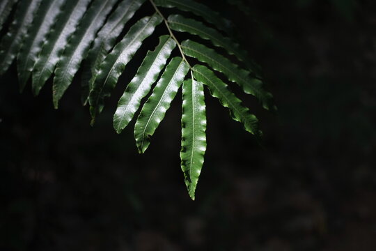 Stenochlaena leaf plant