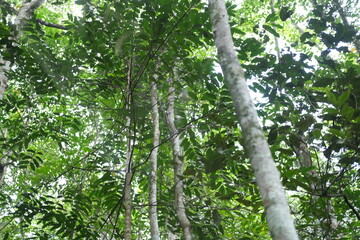 green leaf and trees landscape in the forest 