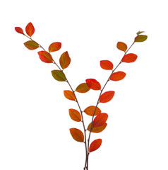 Two Cotoneaster branches with colorful autumn leaves isolated on a white background.