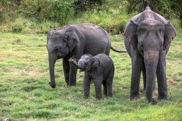Fototapeta premium A trio of wild elephants including a young calf graze on grassland within Minneriya National Park at Habarana in central Sri Lanka.