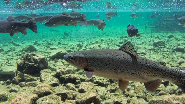 Fische schwimmen im klaren Wasser eines Bergsees, Bayern, Deutschland Europa