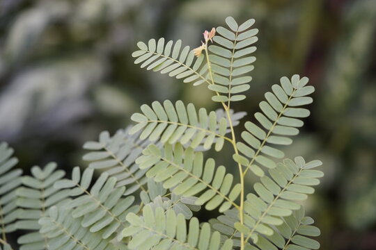 Tamarind (Tamarindus indica) is a leguminous tree bearing edible fruit that is indigenous to tropical Africa and naturalized in Asia. Hanover Berggarten, Germany.