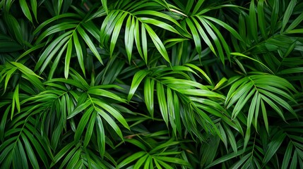 Rumdul Green Long Leaves from Rumduol Plant, Natural Background for Design and Decoration Generative AI
