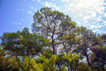 trees and blue sky
