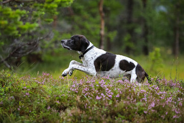 Dog english pointer
