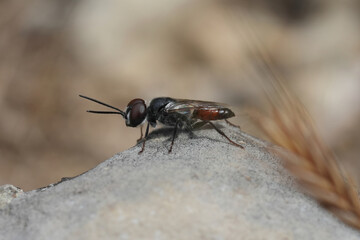 Closeup on a European solitary predatory wasps of the Astata genus , preying on shieldbugs, Gard, France