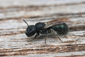 Closeup on a European small carpenter bee, Ceratina chalybea on a piece of wood