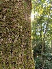 Sun beams coming up behind the tree in the forest in the morning in the nature park Šijana in Pula, Croatia