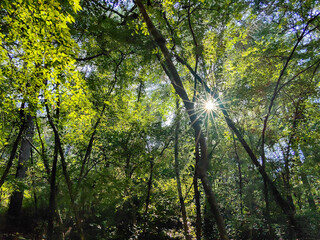 Sun beams coming up behind the tree in the forest in the morning in the nature park Šijana in Pula, Croatia