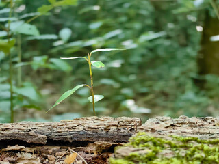 Small green tree bud growing in the grass on the sunlight in the forest