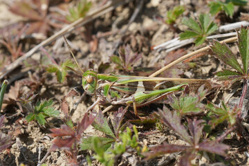 Closeup on a European Handsome Cross Grasshopper, Oedaleus decorus hiding in the grass