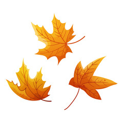 Fallen autumn maple leaves on white background. Colorful botanical illustration. Autumn elements for design creation