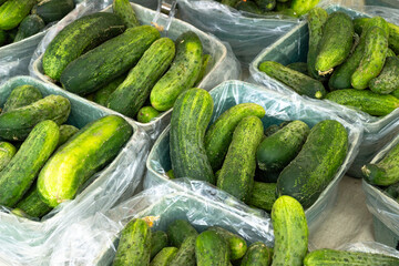 Close up and textures of Freshly harvested organic Pickling Cukes and cucumber at Trout Lake Farmer's Market in British Columbia
