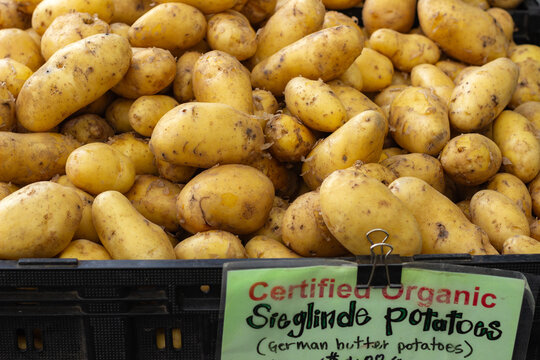 Freshly harvested organic Sieglinde Potatoes at Trout Lake Farmer's Market in British Columbia