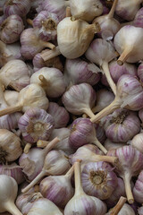 Close up of Freshly harvested organic Garlic at Trout Lake Farmer's Market in British Columbia